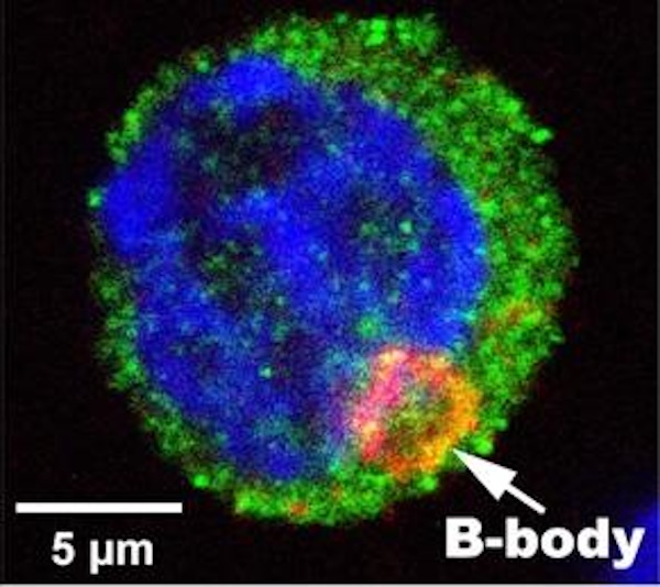 卵細胞の神秘:バルビアニ小体の形成と胚発生の鍵を解明