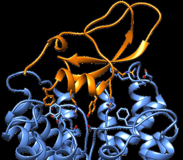 AIが解き明かすイモガイ毒の謎!創薬と生態系研究を加速する新技術