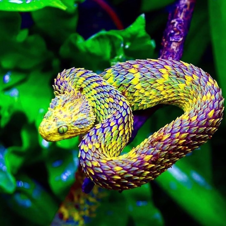 人間の目には見えないヘビの世界 紫外線(UV)カラーは求愛よりカモフラージュ?
