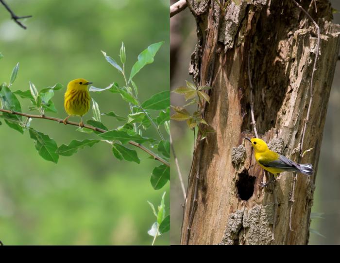 鳥の攻撃性は「住宅事情」で決まる?巣を守るメスの行動と遺伝子の謎