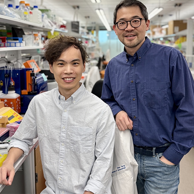 STINGタンパク質の驚くべき新機能:細胞の「お掃除係」リソソームの品質管理センサーだった!