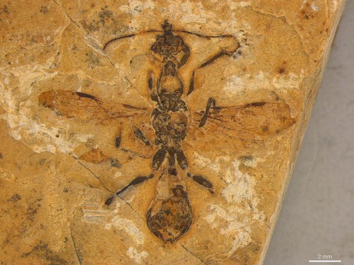 史上最古!1.1億年前の「地獄のアリ」化石をブラジルで発見、驚愕の狩猟方法とは?