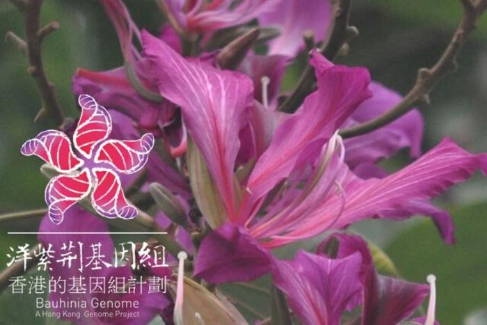 T2Tゲノムが明かす花の秘密!不妊の雑種バウヒニアの起源と美しさの謎