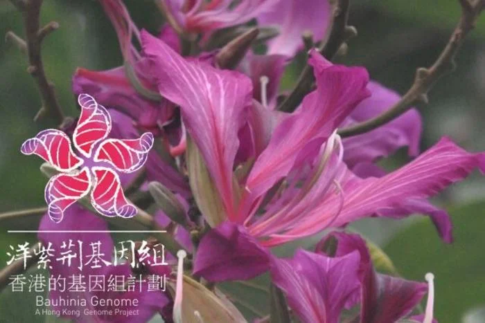 T2Tゲノムが明かす花の秘密！不妊の雑種バウヒニアの起源と美しさの謎