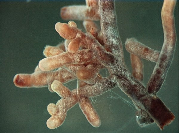 名前なき生物をどう守る?DNAだけが見つかる「ダークタキサ」問題が地球の未来を脅かす