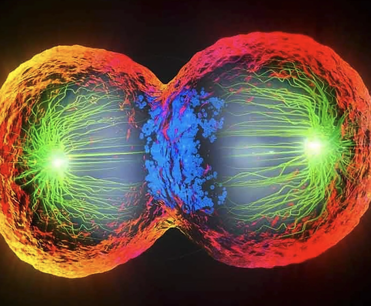 生命の基本設計図「細胞周期」を操る、ヒト特有の新しい遺伝子を発見