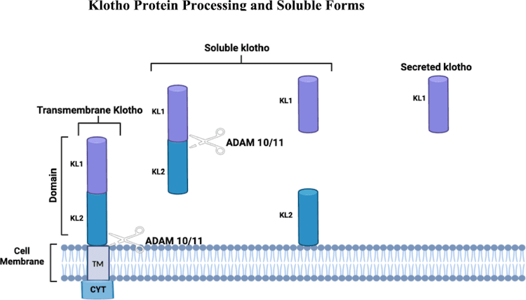 寿命が15%延びる?老化を防ぐ「クローソー」タンパク質の驚くべき効果とは