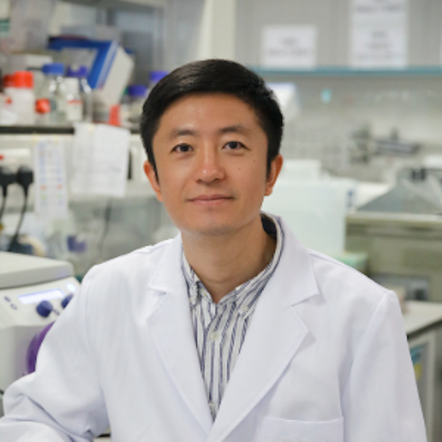 神経幹細胞は脳だけではなかった！手足や肺にも存在、再生医療に新たな希望