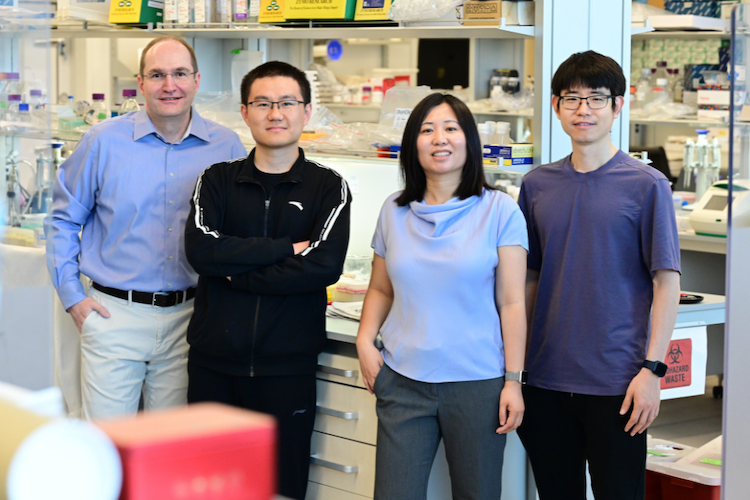 無から生まれる「de novo遺伝子」の謎を解明！遺伝子制御の新たな地平を拓く