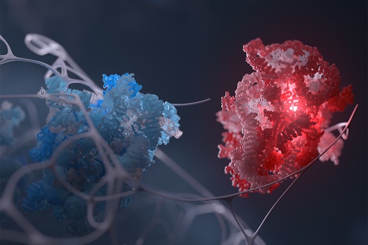 リボソームの製造工場「核小体」、その設計図はRNA自身だった！構造操作も可能に