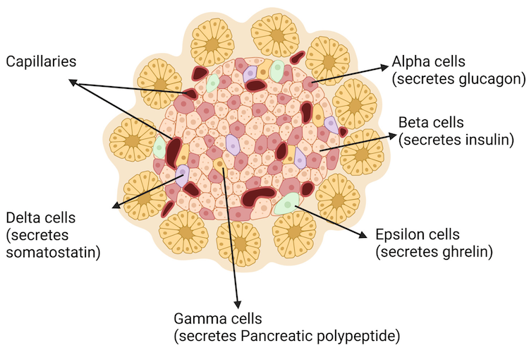 糖尿病リスクは生まれつき決まる？膵臓β細胞の「個性」を解明した最新研究