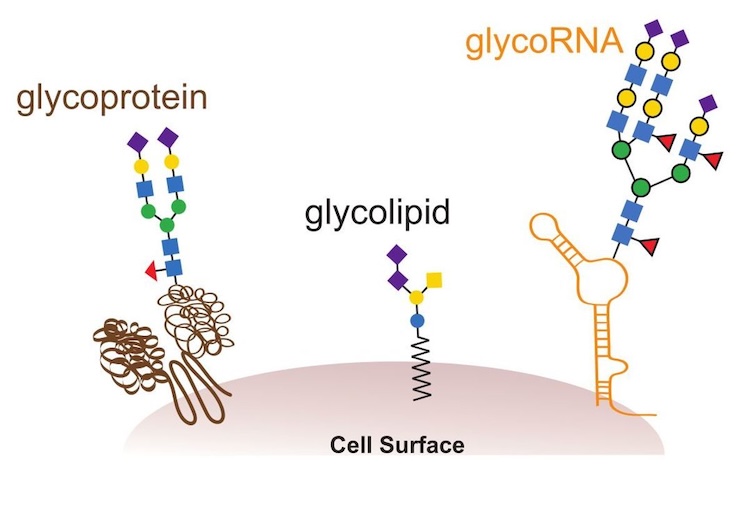 自己免疫疾患の謎に迫る！免疫が「自分」と「敵」を見分ける仕組みとは？
