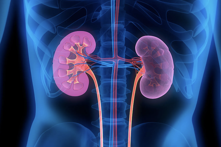 異種移植が新時代へ：遺伝子編集ブタ腎臓、2人の患者で成功し臨床試験開始へ