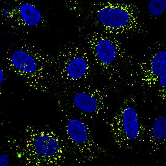 デング熱ワクチンはなぜ感染歴で効果が変わる？免疫の「再プログラム」現象を解明