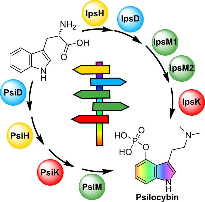 マジックマッシュルームの謎を解明！2種のキノコが別々の進化で同じ幻覚成分を作ることを発見