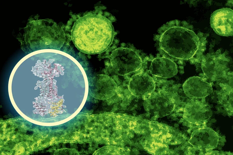 AIが創薬を加速！クローン病の原因菌だけを狙う新抗生物質「エンテロロリン」発見