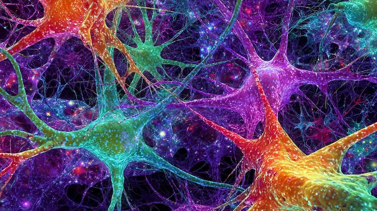 サイケデリック医療の常識を覆す：セロトニン2A受容体「不要」でも神経可塑性を誘導