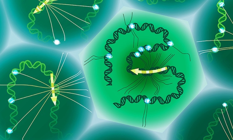ゲノム変異と疾患の関連解明を加速：新しい単一細胞DNA-RNAシーケンス技術「SDR-Seq」