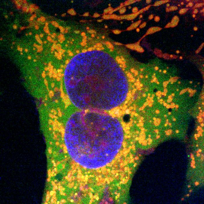 細菌由来「レトロン」でDNAを広範囲修正：次世代ゲノム編集技術が登場