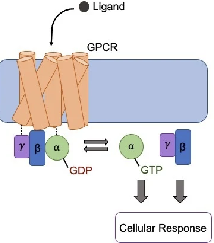 創薬の常識を覆す。細胞内からシグナルを操る「分子バンパー」と「分子グルー」の威力