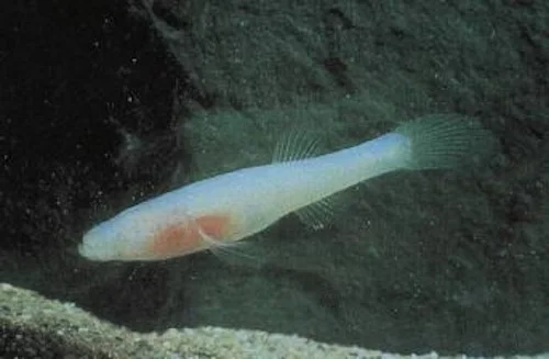 地下のタイムカプセル：盲目の魚が解き明かす、1100万年前の洞窟の歴史