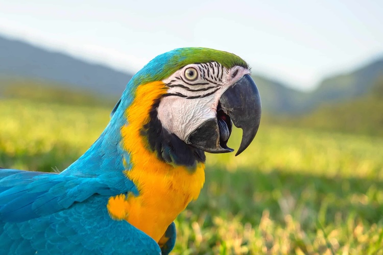 鳥の進化の謎:脳の大型化が「柔軟な顎」を生み、恐竜から鳥へ