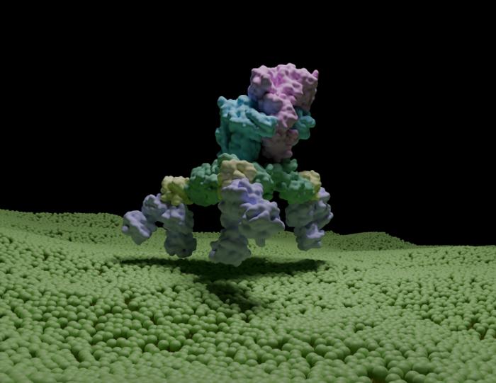 最強の神経毒素「ボツリヌストキシン」の完全な立体構造を解明