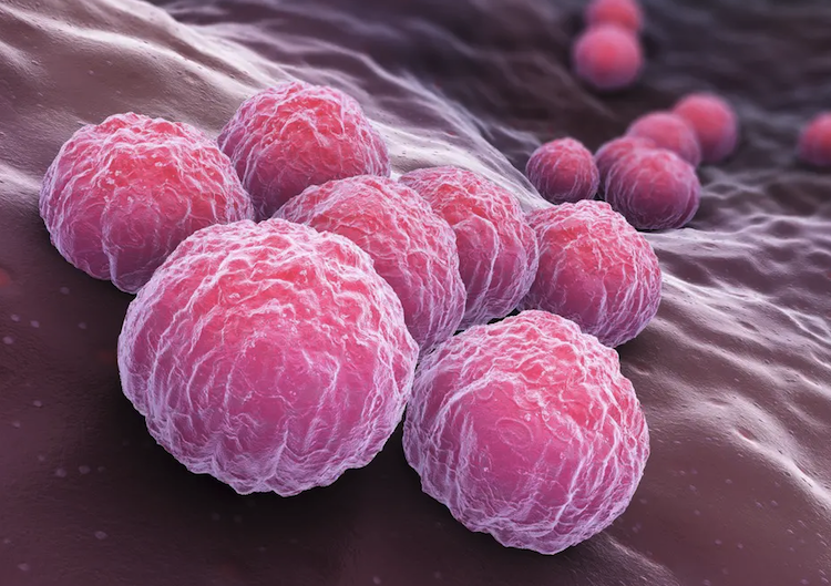AIが拓く創薬革命：クラミジアを「狙い撃ち」する新薬候補を発見！