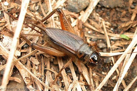 太古のコオロギの鳴き声を再現！計算モデリングが解き明かす「音の化石」
