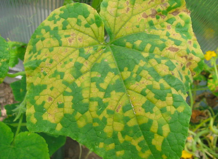 植物の救世主?RNAでキュウリモザイクウイルスを撃退!新薬剤開発へ