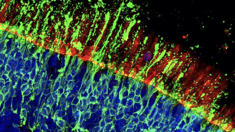 顔や色を認識する「視覚」を守る大発見！錐体視細胞を保護する新メカニズムとは？