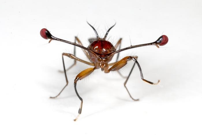 遺伝のルールを破る「利己的な遺伝子」。害虫駆除の切り札となるか？