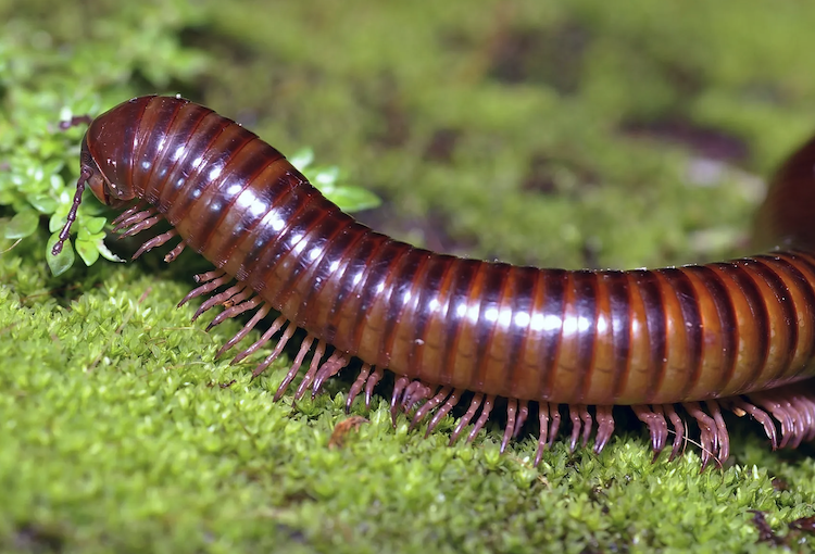 ヤスデは人類の救世主？その分泌物から神経疾患の新薬候補を発見