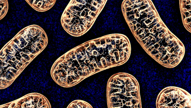 病気の引き金「ミトコンドリアDNAの損傷」を未然に防ぐ！画期的な分子ツールが開発される