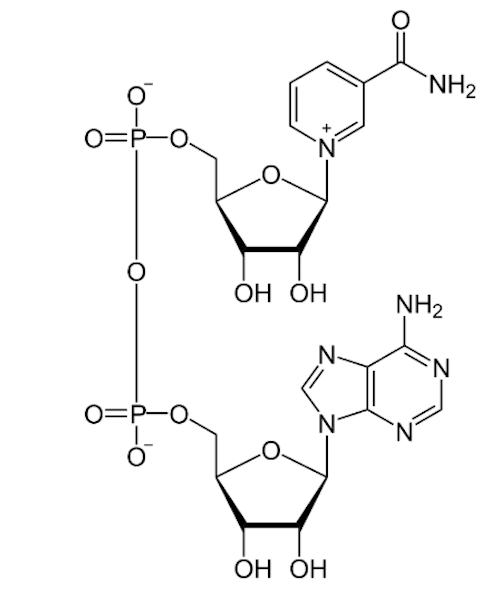 健康寿命の鍵を握るNAD⁺とは？ 最新研究が示すアンチエイジングの可能性