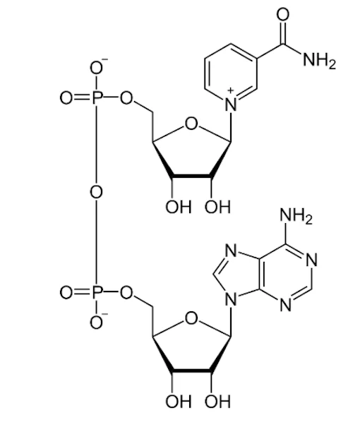 健康寿命の鍵を握るNAD⁺とは？ 最新研究が示すアンチエイジングの可能性