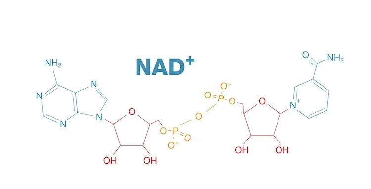 アルツハイマー病の記憶を取り戻す？天然分子「NAD⁺」が拓く新たな治療への光