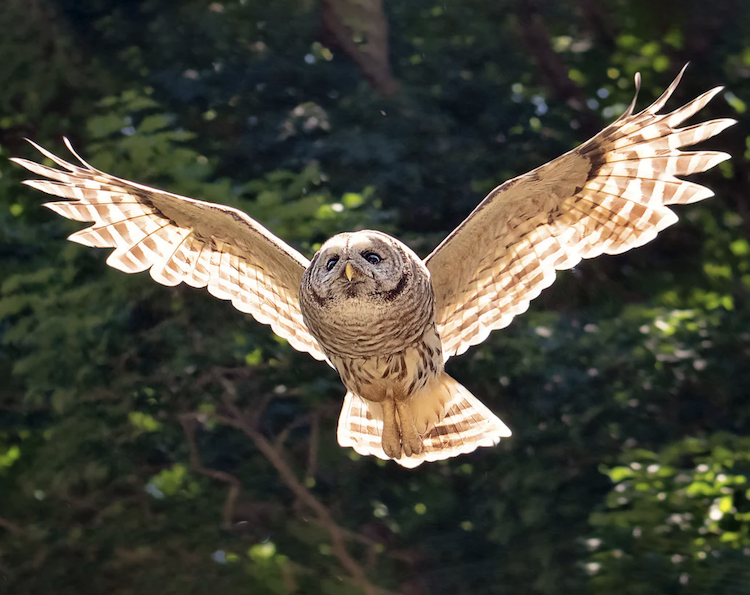 高周波から低周波まで対応!フクロウに学ぶ次世代の広帯域騒音吸収材