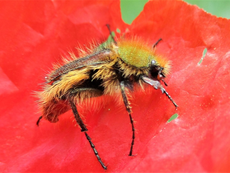 昆虫の常識を覆す!「赤い色」が見えるコガネムシの驚くべき能力とは?
