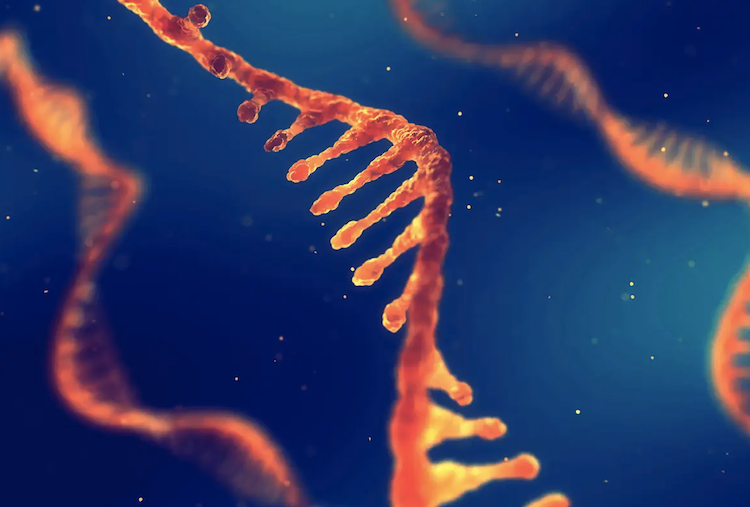 あなたの「体内年齢」を予測！RNAで老化を測る新指標『TraMA』登場