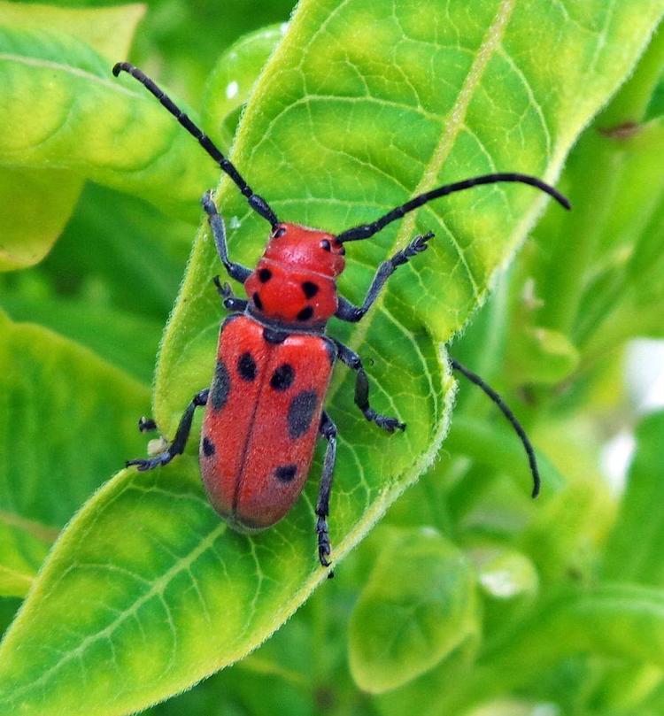 アカホシテントウムシのゲノム解読：植物毒への耐性の秘密を解明