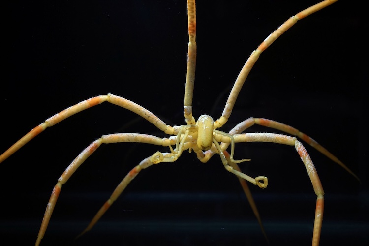 奇妙な生物ウミグモのゲノムを初解読!「消えたお腹」の謎と進化の秘密に迫る