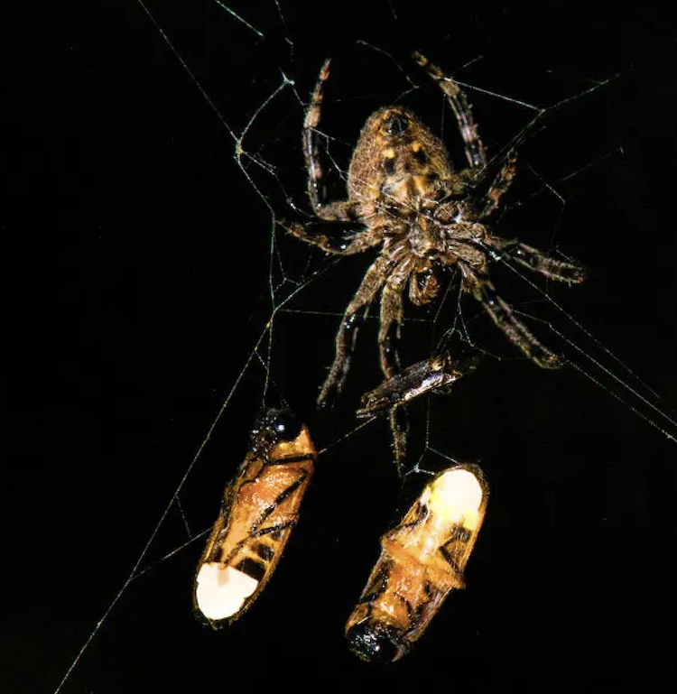 クモの賢い罠：捕らえたホタルを「おとり」にして、さらに獲物を誘い込む驚きの生態