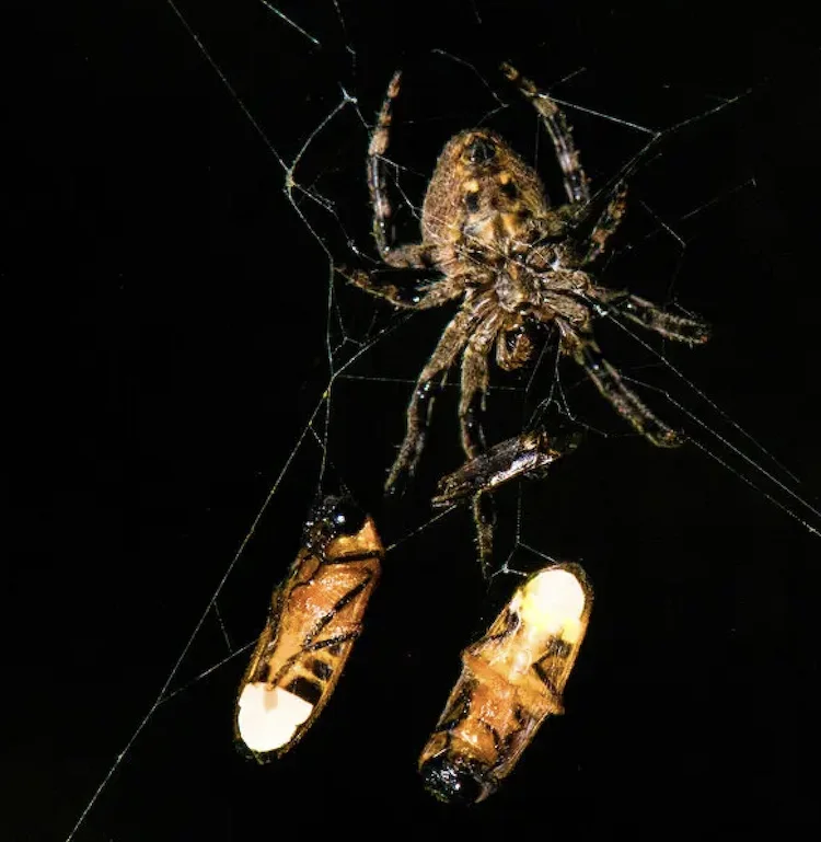 クモの賢い罠：捕らえたホタルを「おとり」にして、さらに獲物を誘い込む驚きの生態