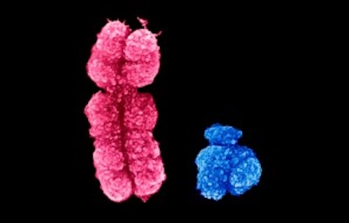 なぜ男性は女性より背が高い？ホルモンだけではなかった！遺伝子レベルの新事実が判明