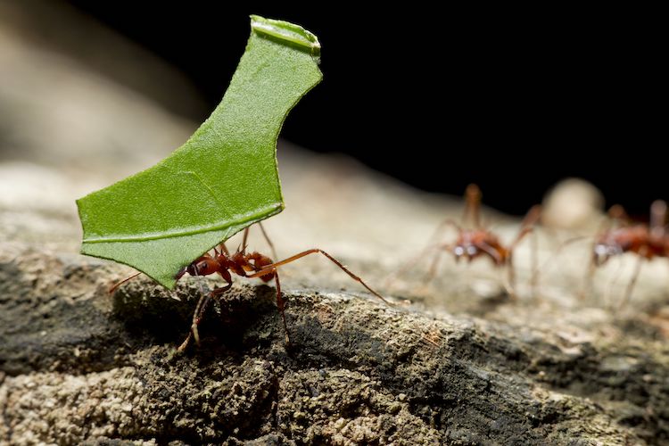 アリと真菌の6600万年の共進化：農業の起源に迫る