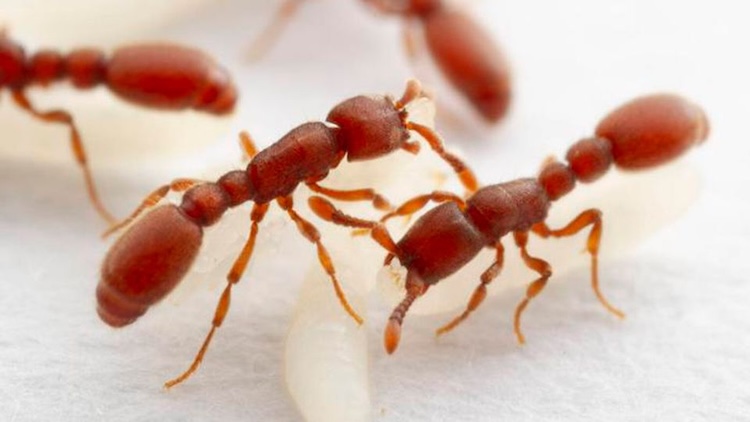 アリの驚異的な嗅覚の秘密を解明!「転写の盾」という新たな遺伝子制御メカニズム