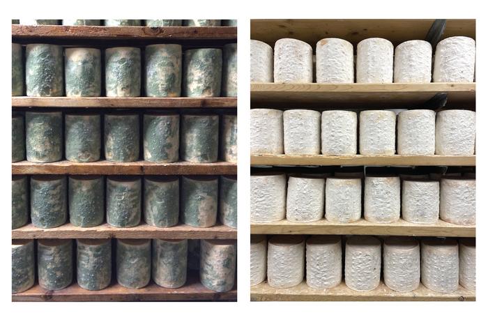 チーズ洞窟で進化を目撃！緑のカビが白く変わった謎を遺伝子レベルで解明