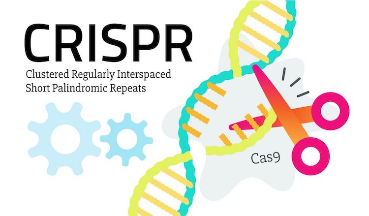 CRISPRの新機能：分子燻蒸で細胞防御を強化する仕組みを発見