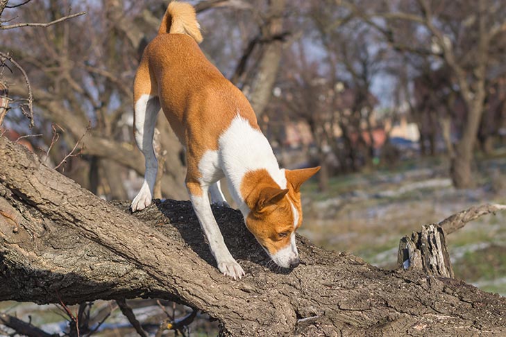 犬の嗅覚の謎解明へ!脳活動をリアルタイムで読み解く新技術イスラエルで開発